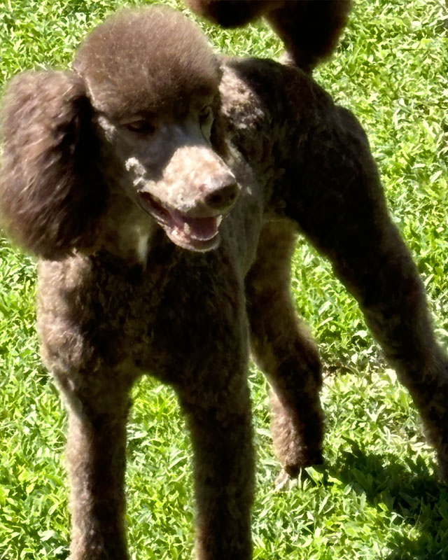 Mocha - Poodle
