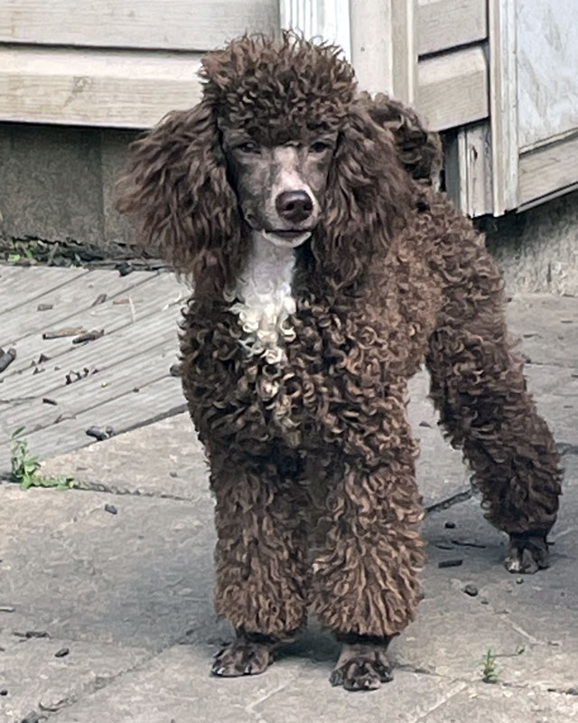 Winston - Poodle